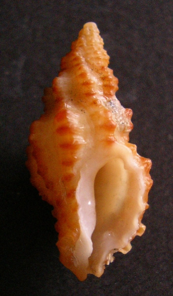 Muricopsis cristatus